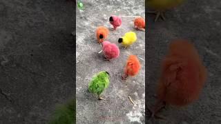 Colourfull baby Chicks  Cute Baby Chicks Chirping #chicks #cute #shorts #trending #viral #garden