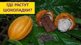 Откуда берется шоколад? Лиза Гальперина