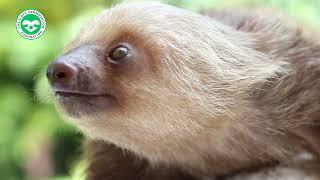 HD Sloths