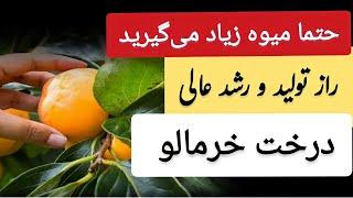 صفر تا صد رشد تا میوه دهی خرمالو | آبیای، خاک و شرایط پرورش درخت خرمالو