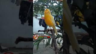 canary song, canary singing, canary singing,