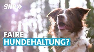 Der Weg zum fairen Hund | SWR Wissen