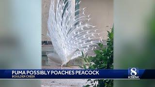 Beloved Santa Cruz Mountain white peacock killed in mountain lion attack