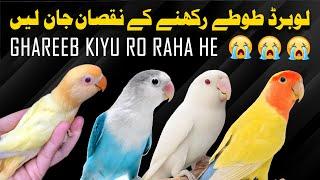 lovebirds rakhne se ghareeb pareshan | lovebird rakhne ke nuksaan janlen | lovebird price update