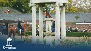 Tattersalls Autumn Horses in Training Sale Review 2024