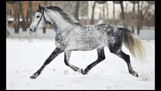 Dapple grey horse edit