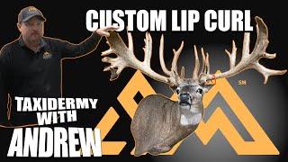 Taxidermy with Andrew  - Custom Lip Curl