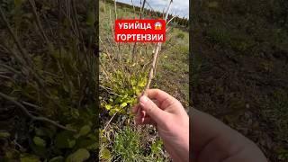 Что не сгрызли мыши, то мороз добил‍️