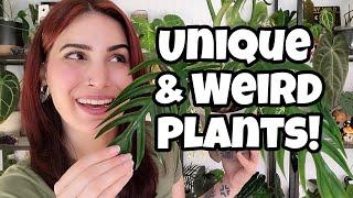 Unique & Weird Looking Leaves!!  top 5 strange plants in my collection 