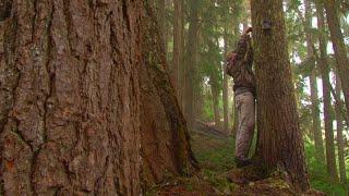 A Lady Writes In With TWO Detailed Sasquatch Encounters  HD 1080p