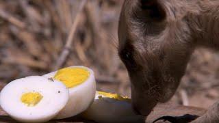 What's a Meerkat's Favourite Food? | BBC Earth