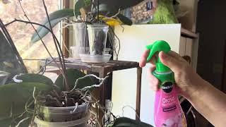 REVIEW - Miracle Gro Orchid Plant Food Mist