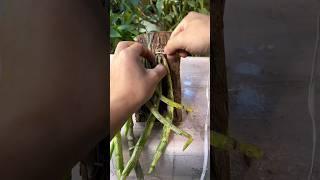 Best simple grafting orchid plant but very useful #short #grafting #orchid