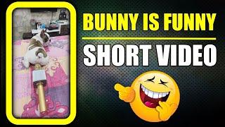 Bunny is always funny  Dog fart #shorts | Harpreet SDC