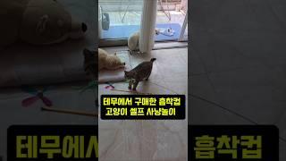 This is a suction cup cat self-hunting toy purchased from Temu. #cat #kitten #kitten #stray #stra...