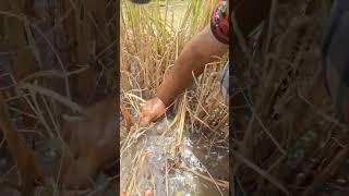 fishing video! catch fish after harvest at field by hand skills  #shots #topfishing