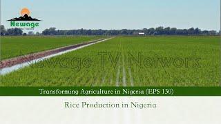 EPS 130 (2023) || Rice Production in Nigeria