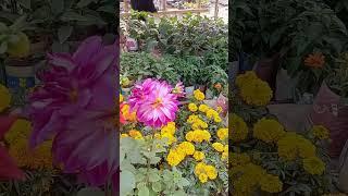 Amazing flower scenery #song#short_viral #bachpan ki mohabbat ko #Hindi song