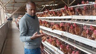 How Eng Kathoz has mastered the art of poultry and animal farming