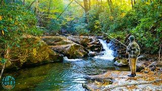 I Spent 3 Days in Fly Fishing Paradise!! || Trout Fishing North Carolina and Virginia