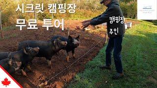 쿨내 나는 주인장과 캠핑장 투어 | 캐나다 동부 [Ep. 7] Camping Tour with the Owner