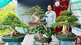 Ba Chị Em 23/11 chào bán Lô Bonsai Để Bàn, Tầm Trung, Ăn Trái đa dạng  #0915780878