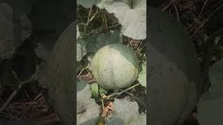 Muskmelon||Kharbuja Part-2,#shorts #ytshorts#fruit