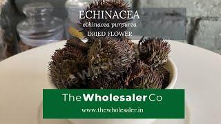 Echinacea - Echinacea purpurea - TheWholesalerCo