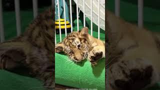 cute little tiger #angrytiger #tiger #cute #bigtiger #biglion #bigcatslife #zoo #animals