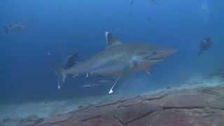 Hand Feeding a Silver Tip Shark in Fiji!