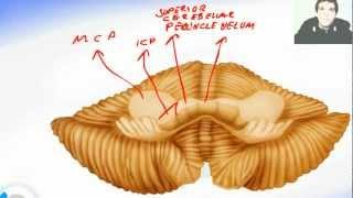 Lessons And 3D Anatomy Software: Cerebellum Anatomy 1