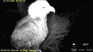 Ron and the new eagle girlfriend mate Wildlife Rescue of Dade County Eagle Nest Cam