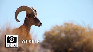 Grand Canyon Moments: Episode 10, Wildlife