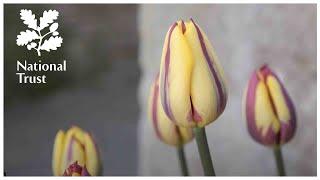 How to plant tulips in a pot - expert tips from the National Trust School of Gardening