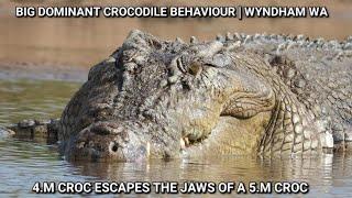 4 Metre Saltwater Croc escapes the jaws of a 5 metre Croc