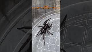 Eastern Parson Spider #shorts