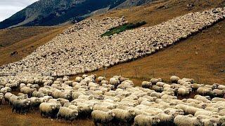 American Ranchers Raise Millions Of Animals IN THE DESERT This Way - Farming Documentary