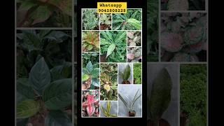 செடிகள் விற்பனைக்கு/Indoor plants for Sale /Plants for Sale#shorts