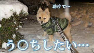 【緊急事態】突然の大雪で大変なことになりました…