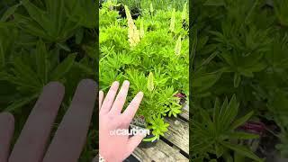 understanding the WOW FACTOR (lupine) #garden #gardening #plants