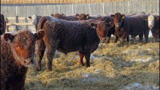 Helland Land & Cattle Co. Ltd. - 1039# February Delivery Steers - 60 Head (Lomond, AB)