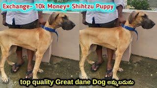 top quality Great dane dog for sale in telugu/ sold out /aj pets