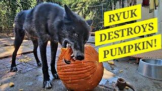 Ryuk Destroys Pumpkin! - Fun Pack Feeding!