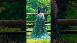 Beautiful-34 Peacock's video #peacock #viral #florist786 #moor #peacocks#nature #beautiful part-75