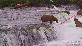 Walker 151 Sneak Bites 856 at Brooks Falls (explore.org, slo-mo, freeze frame) 07.13.24