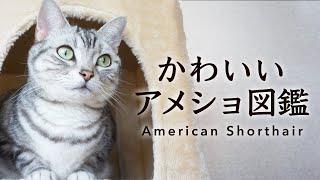 【にゃんこ図鑑】かわいいアメリカンショートヘアの世界