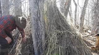 wikiup shelter in cottonwoods