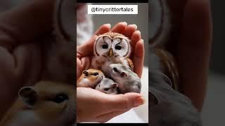 Meet the TINIEST Owl and Hamsters on a Human Hand #arcticanimal #