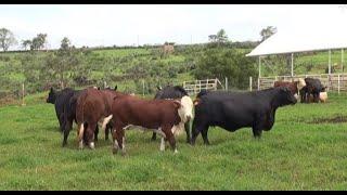 P301 Las grandes vacas Brangus y Braford de Doreli.