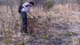 Walking a Cheetah at Chaminuka in Zambia